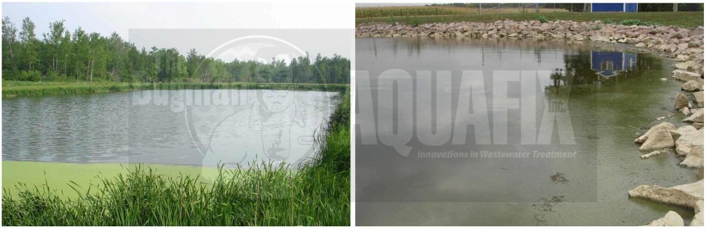 Treatment for facultative ponds