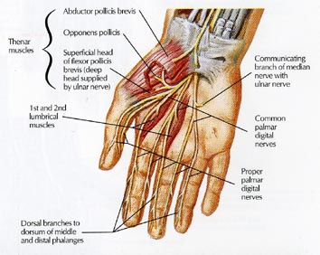 Anatomy of the Hand | Team Bone