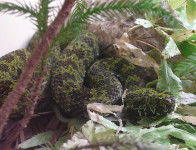 Mangshan Pit Viper