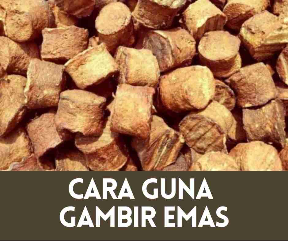 Cara Guna Gambir Emas