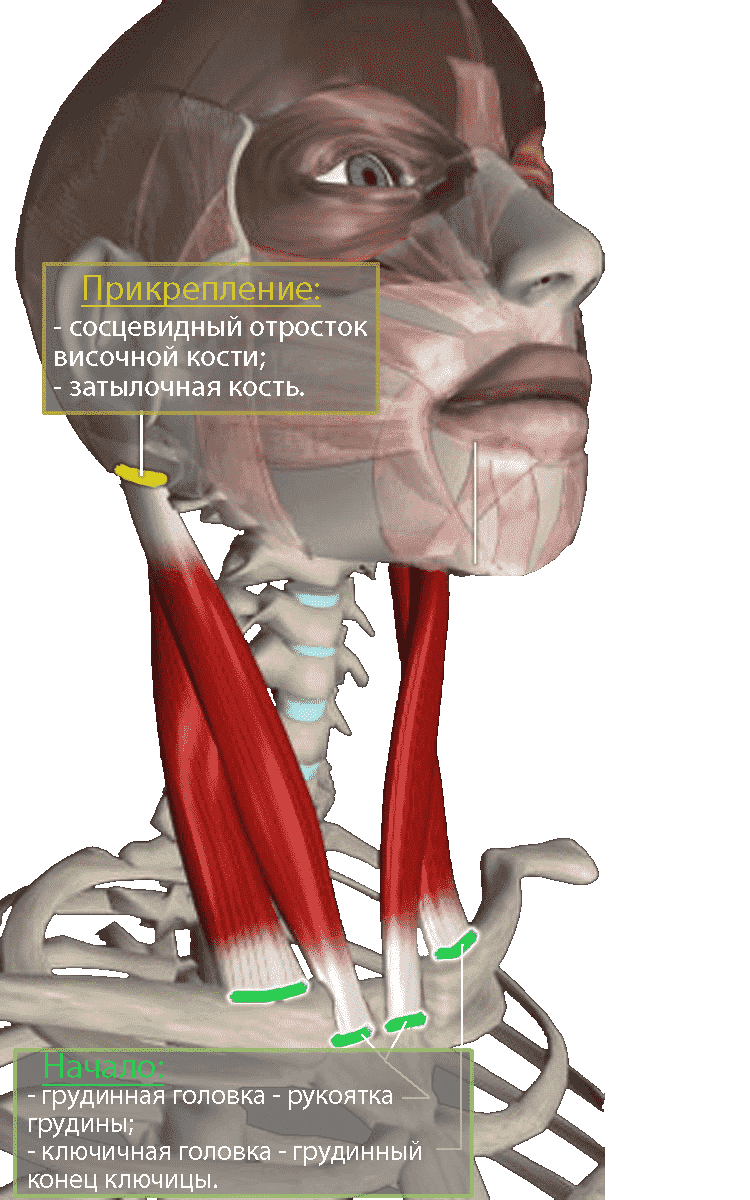 Sternocleidomastoid Muscle Movementpng Sternocleidomastoid Muscle Images