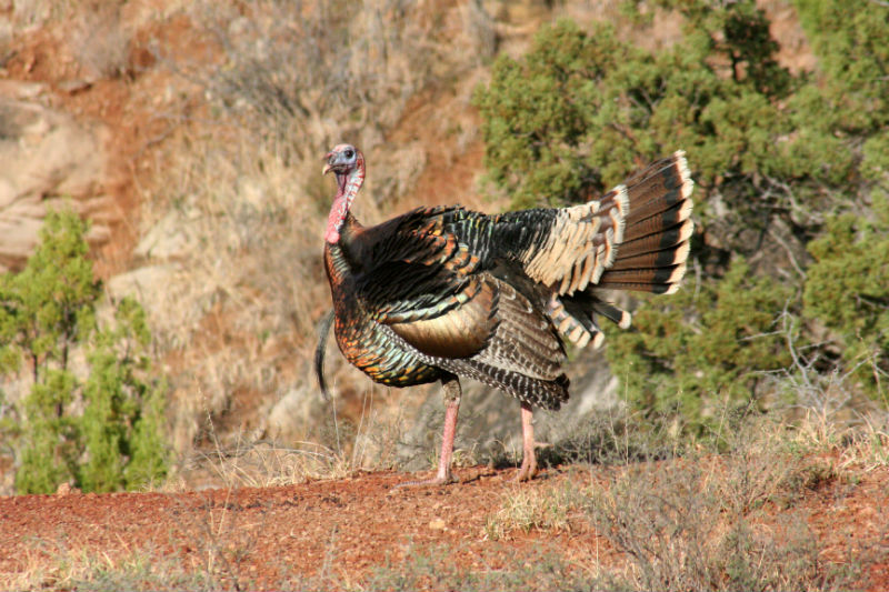 Turkey Season Lavaca County Texas