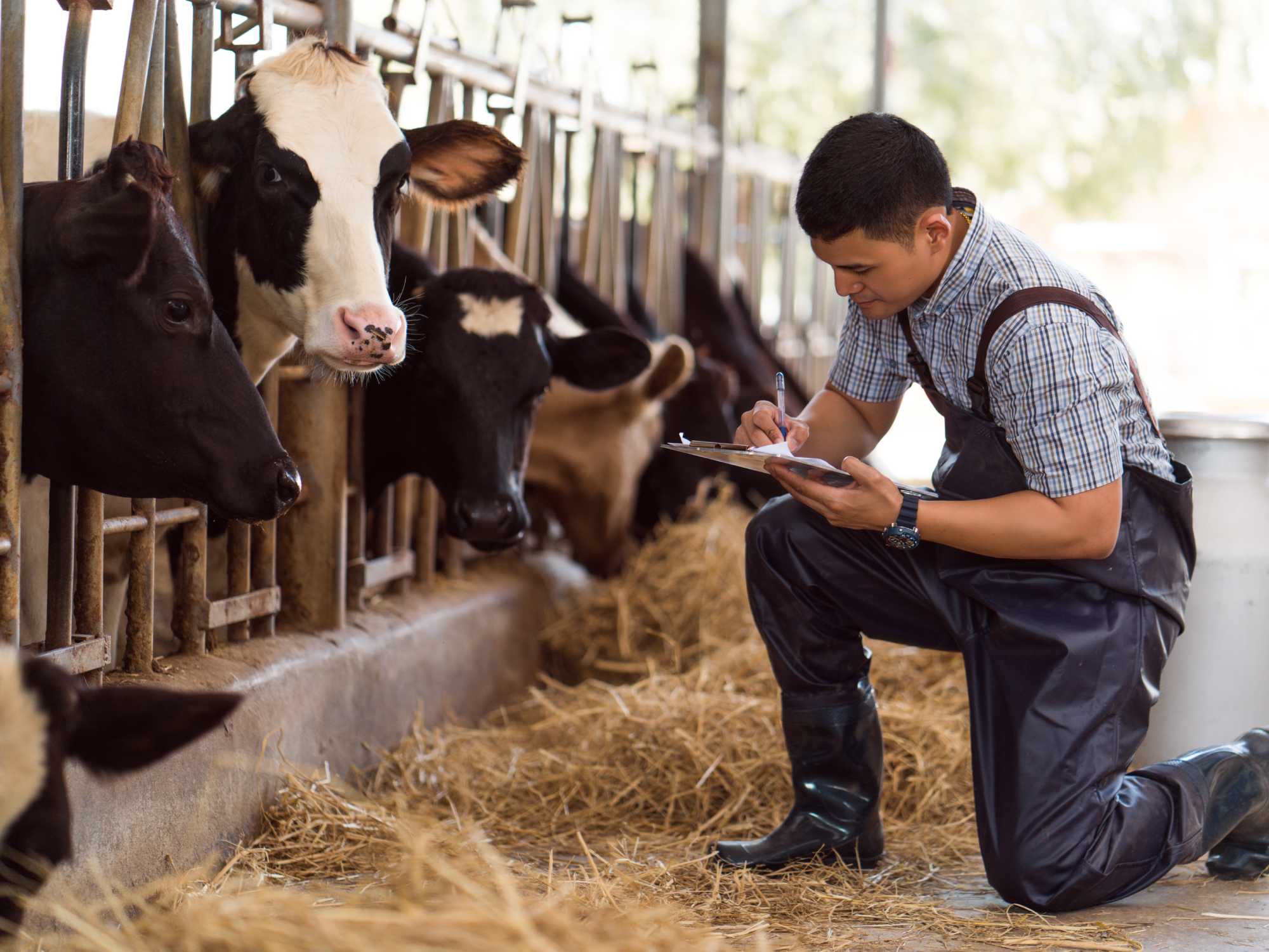 Tips for Farmers on How To Grow Strong Cattle