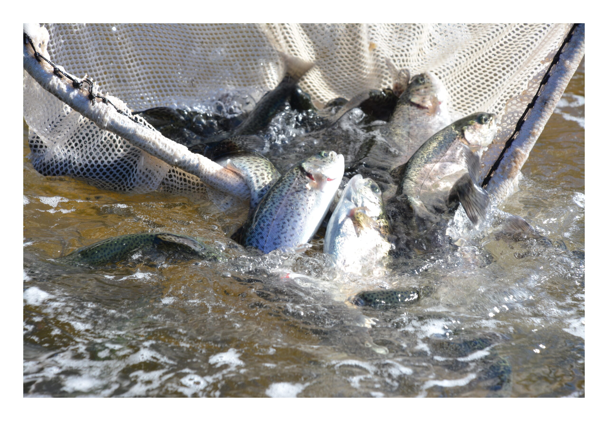 Rainbow Trout Arriving Soon at a Waterbody Near You