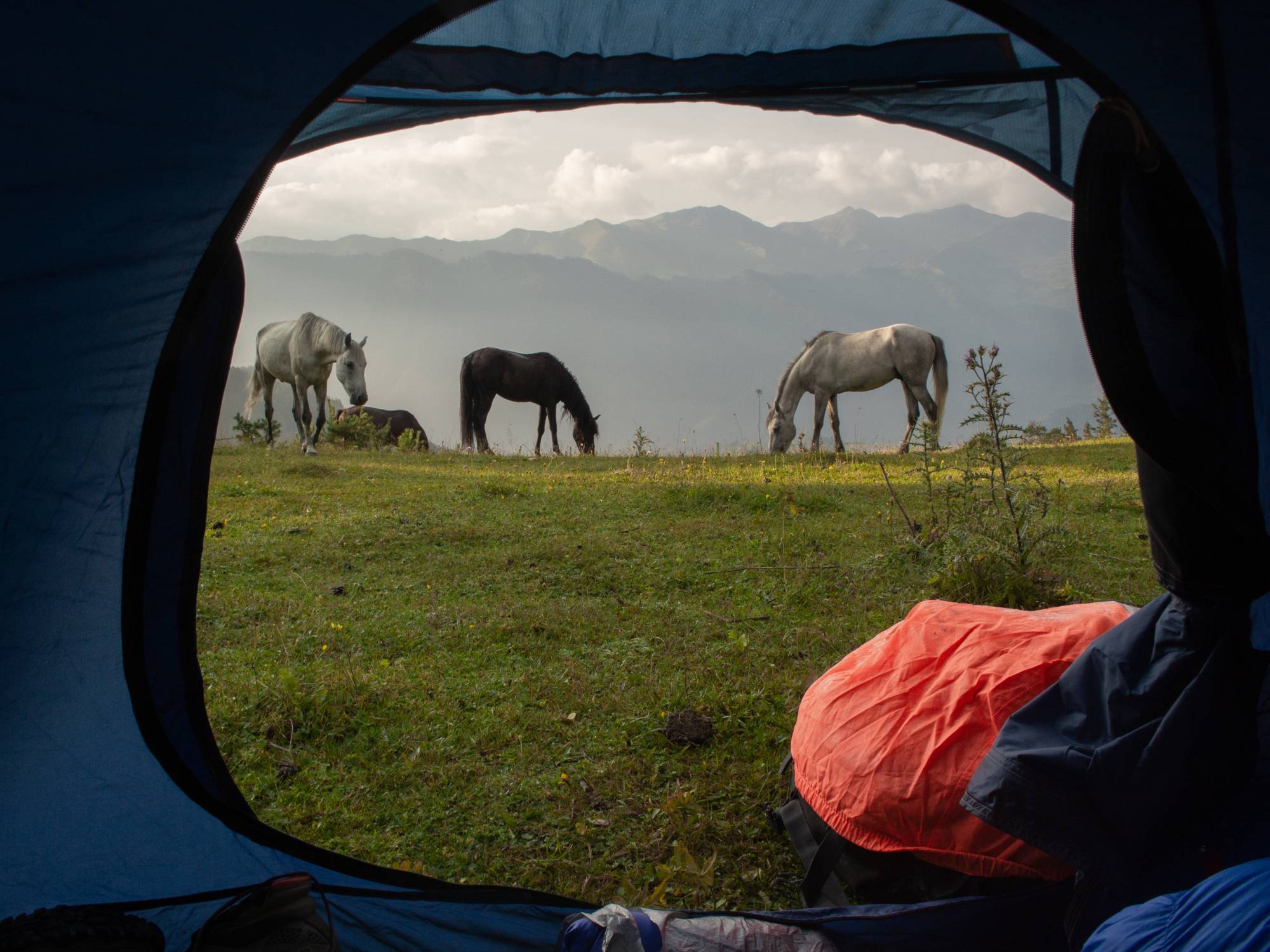 How to Safely Take Your Horse on a Camping Trip