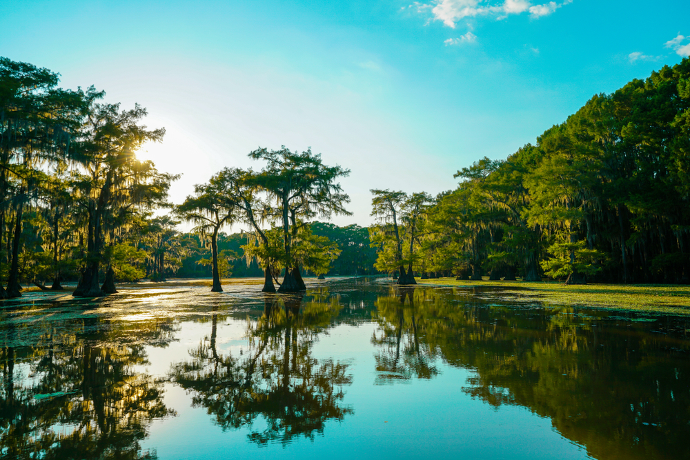 See cypress trees in a quintessential southern swamp while kayaking on Caddo Lake. Cypresses reflect off the water in this image.