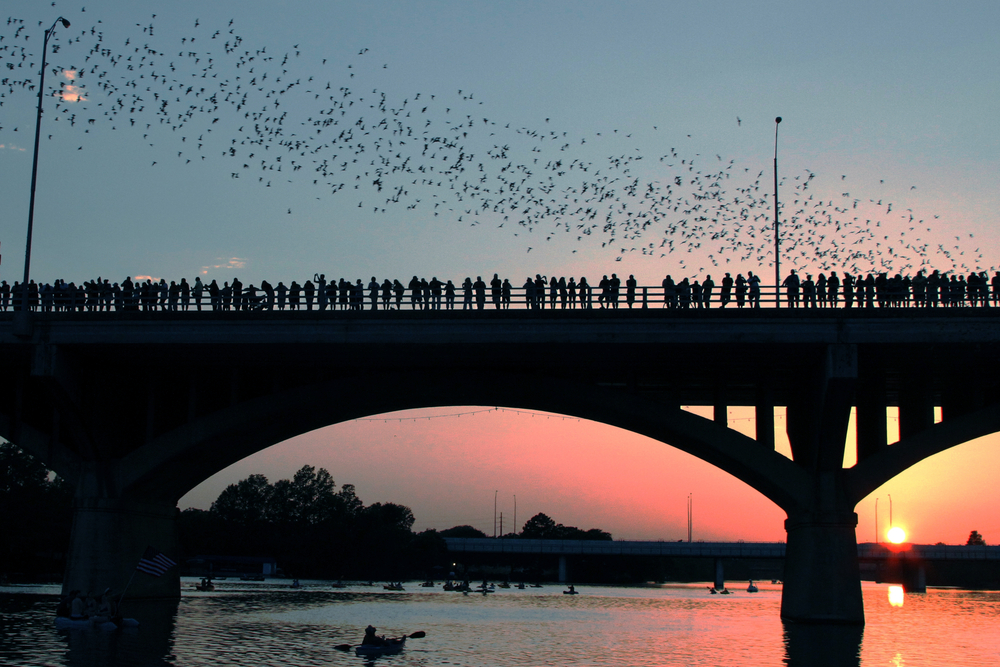 Kayakers watching bats beneath the Congress Ave Bridge in addition to visitors watching the spectacle from the bridge.