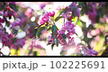 Spring blossom of a decorative apple tree, purple flowers on a green tree in the rays of the sunset. 102225691