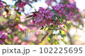 Spring blossom of a decorative apple tree, purple flowers on a green tree in the rays of the sunset. 102225695