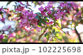 Spring blossom of a decorative apple tree, purple flowers on a green tree in the rays of the sunset. 102225698