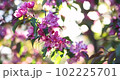 Spring blossom of a decorative apple tree, purple flowers on a green tree in the rays of the sunset. 102225701