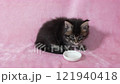 Kitten licking a plate of treats 121940418