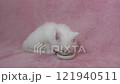 White kitten licking a plate of treats 121940511