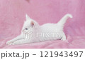 White kitten playing with a cat toy 121943497