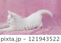 White kitten playing with a cat toy 121943522