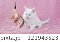 White kitten playing with a cat toy 121943523