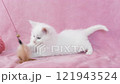 White kitten playing with a cat toy 121943524