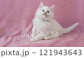 White kitten playing with a cat toy 121943643