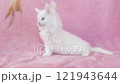 White kitten playing with a cat toy 121943644