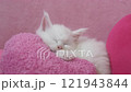 Pink heart and sleeping white kitten 121943844