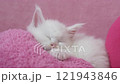 Pink heart and sleeping white kitten 121943846