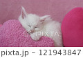 Pink heart and sleeping white kitten 121943847