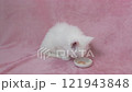 White kitten licking a plate of treats 121943848