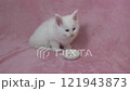 White kitten licking a plate of treats 121943873