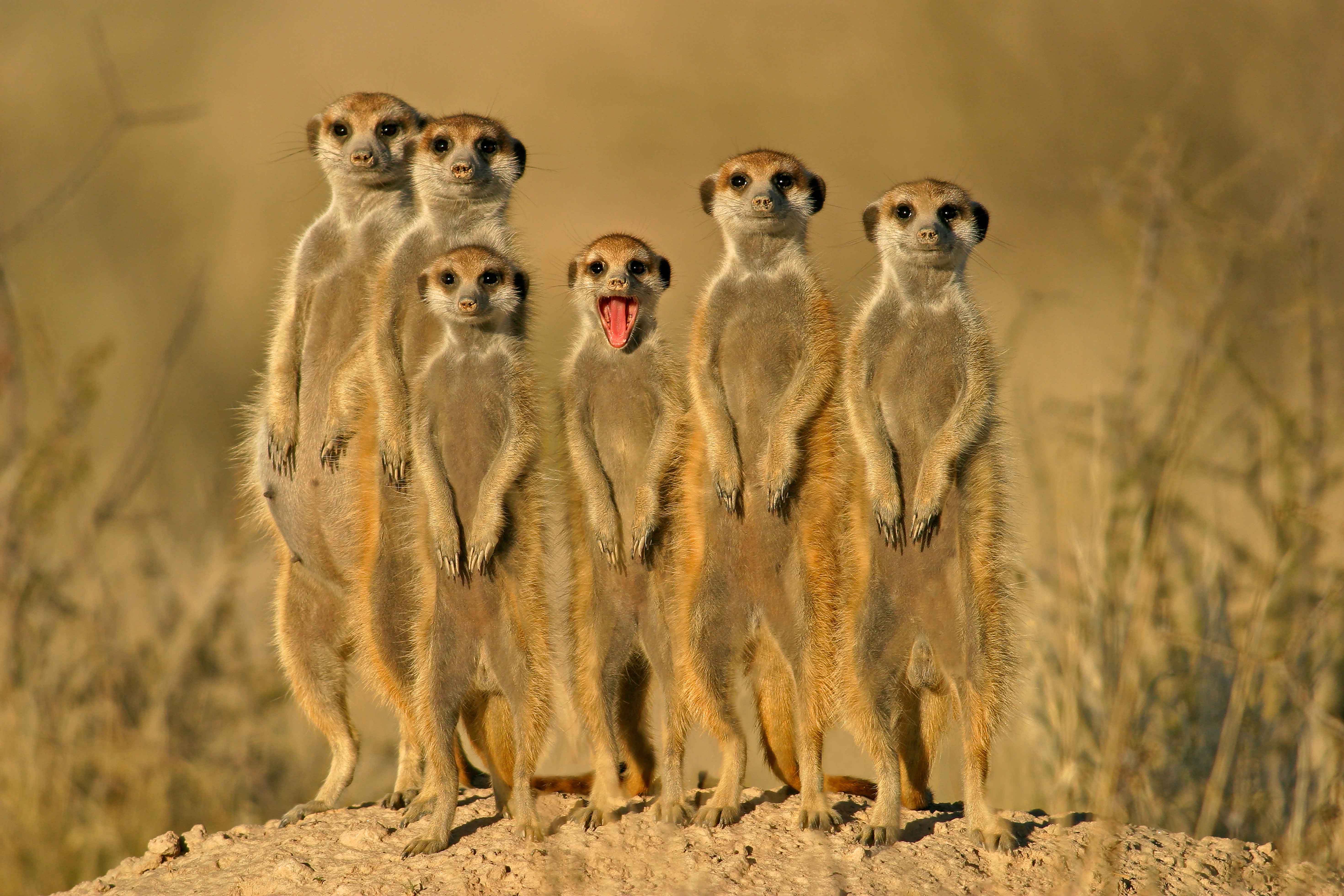 Kgalagadi Transfrontier Park