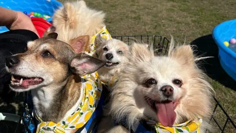 three cute small dogs with small bandanas are huddled together in a park on a sunny day. Their tongues are out as they look up and pose for a photo