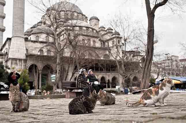 istanbul kota kucing