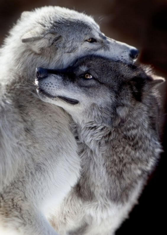 29 Cute Wolf Pictures That Will Melt Your Heart a Little