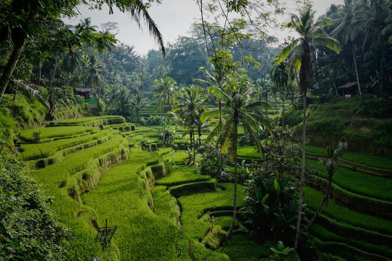 FULL GUIDE IN ubud!