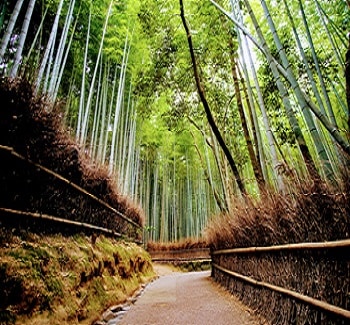 Japan Bamboo Forest