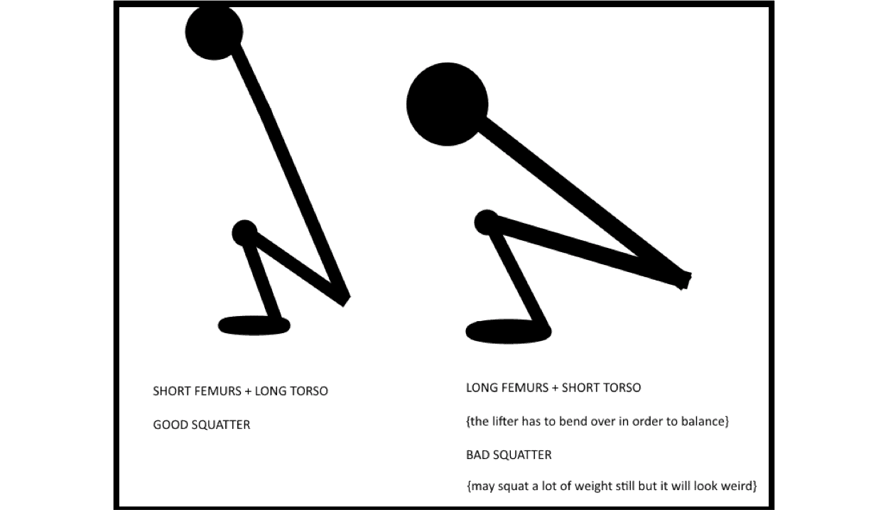 Squat anthropometrics