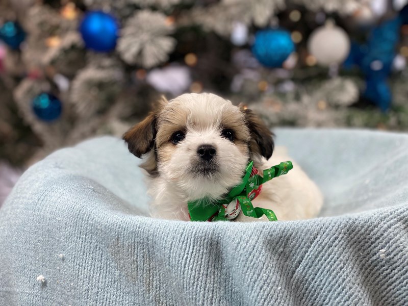 Maltipom-Male-sbl & wht-3425087-The Barking Boutique