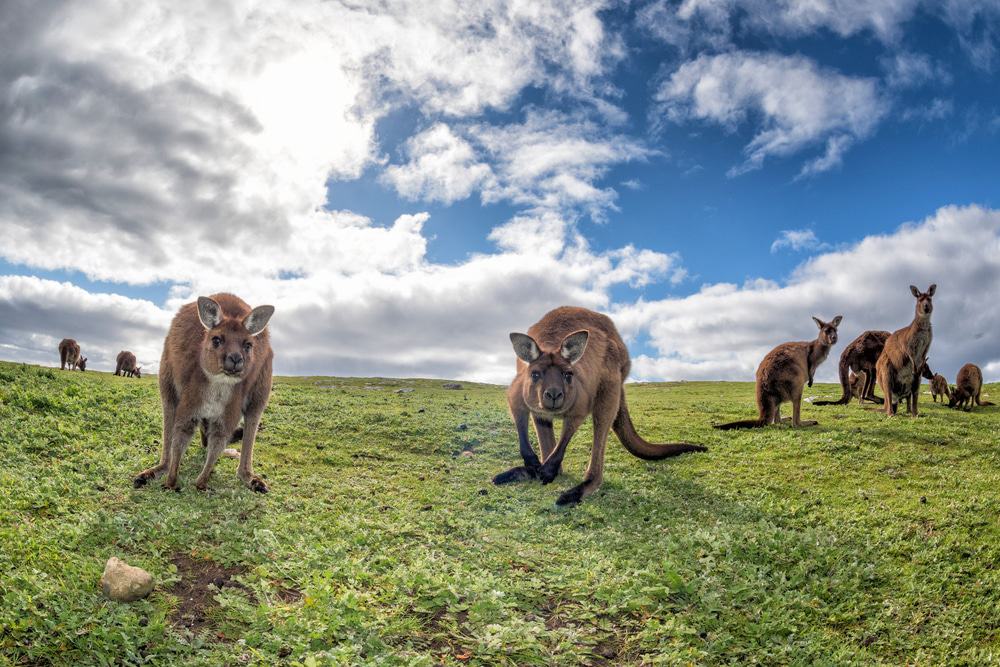 Day Trip to Kangaroo Island by Boat from Adelaide