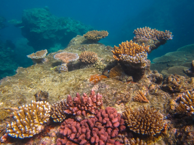 Diving the Great Barrier Reef