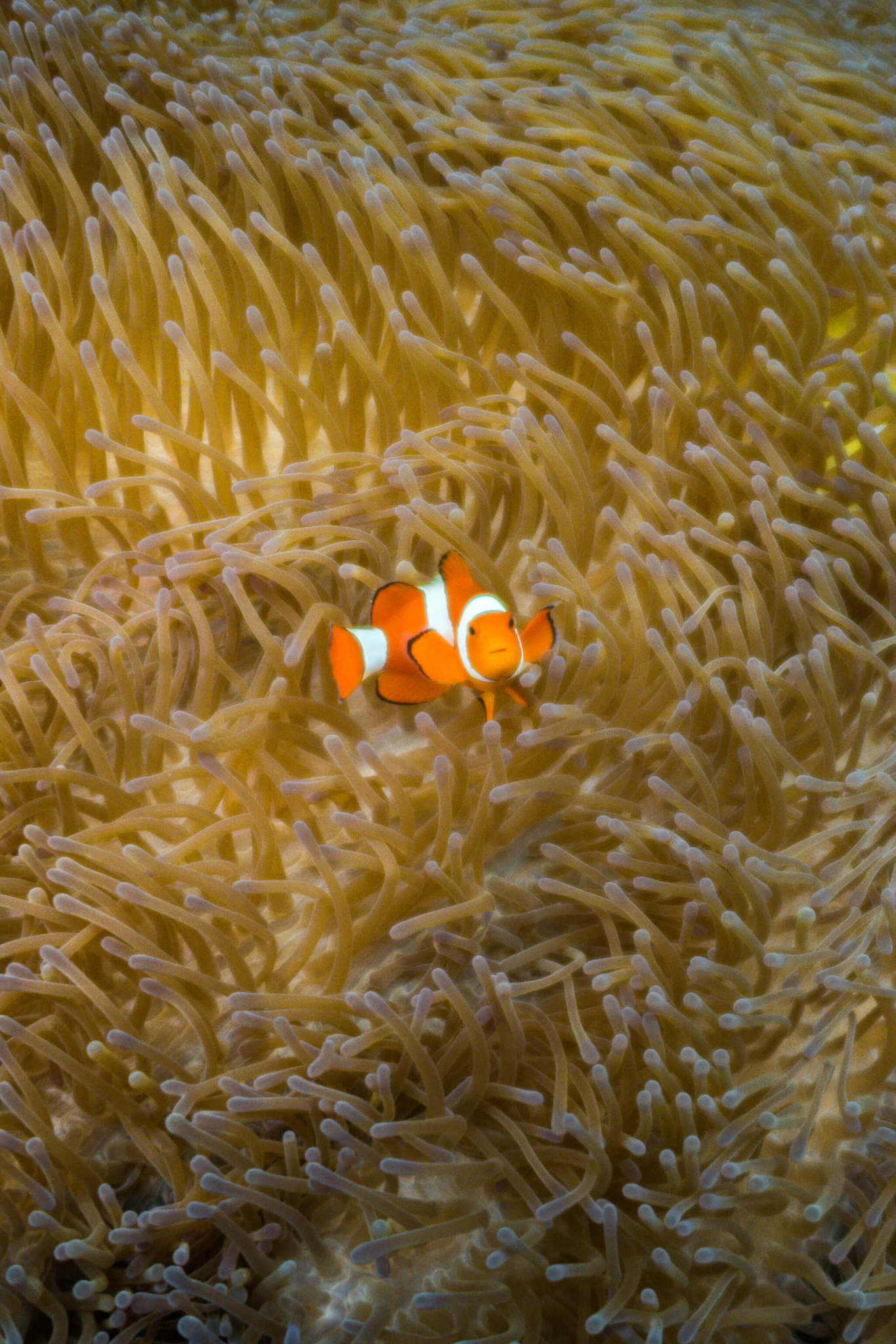 Fish in Raja Ampat