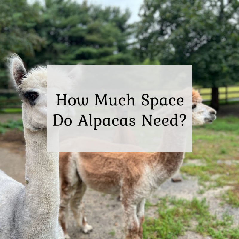 How much space do alpacas need?