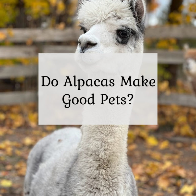 Do Alpacas Make Good Pets