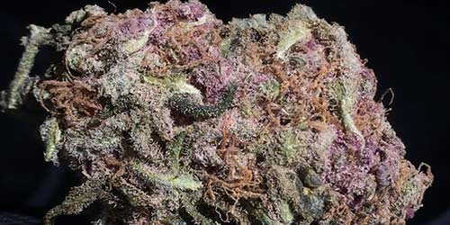 Purple-Cheese weed