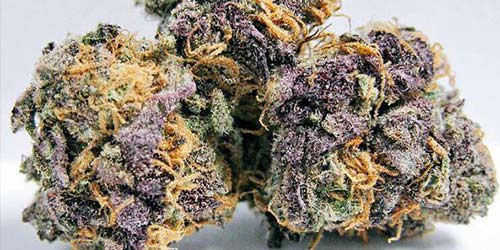 Purple-Urkle purple weed