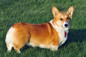 Read more about the article Pembroke Welsh Corgi