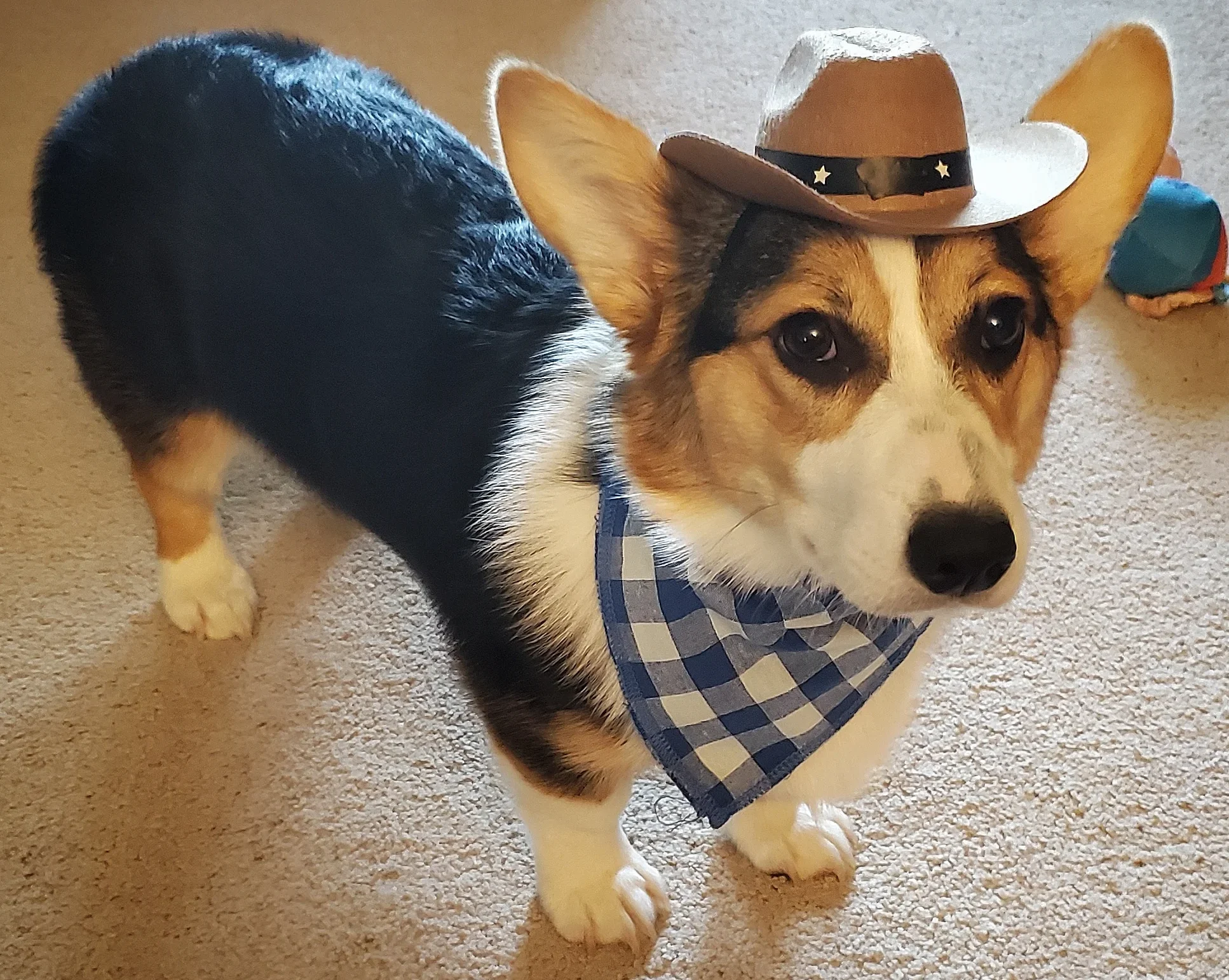 You are currently viewing Cowboy Corgi