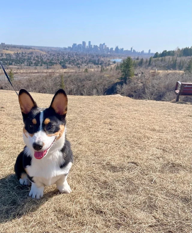 Cowboy corgi