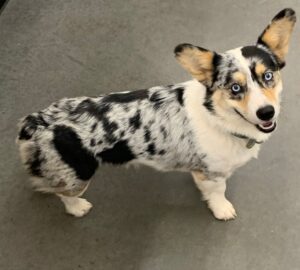 Read more about the article Blue Merle Corgi