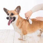 Can You Shave Corgis?