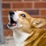 Do Corgis Bark A Lot?