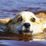 Can Corgis Swim?